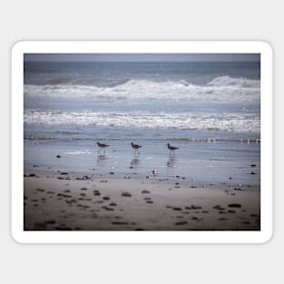 California Beach Birds Chilling on the Sunny Beach Photo V2 Magnet